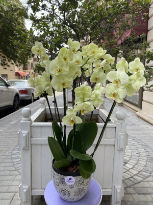 Орхидея #О2137