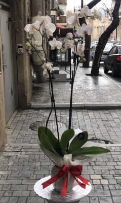 Орхидея #O1525