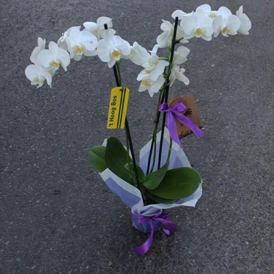 Орхидея #О557