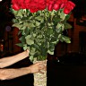 Роза 1-1.5 метра # R155